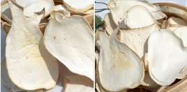 杏鲍菇别名：刺芹侧耳、芹侧耳、芹平菇、干贝菇、雪茸(日本