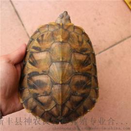 巴西龟 大 活体龟 食用 巴西龟批发【体重1斤以上】